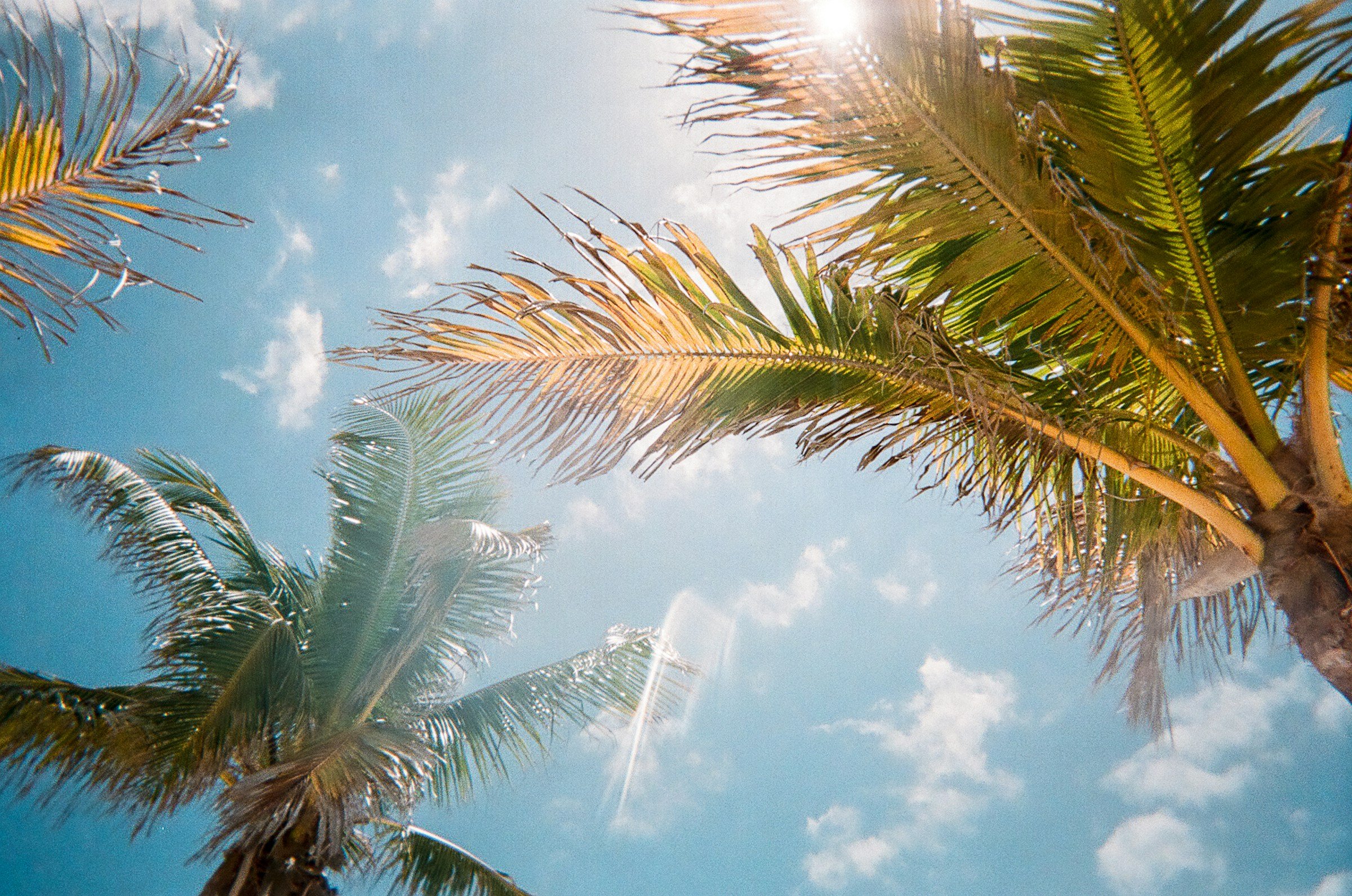 Palmetopper med blå himmel og hvite skyer