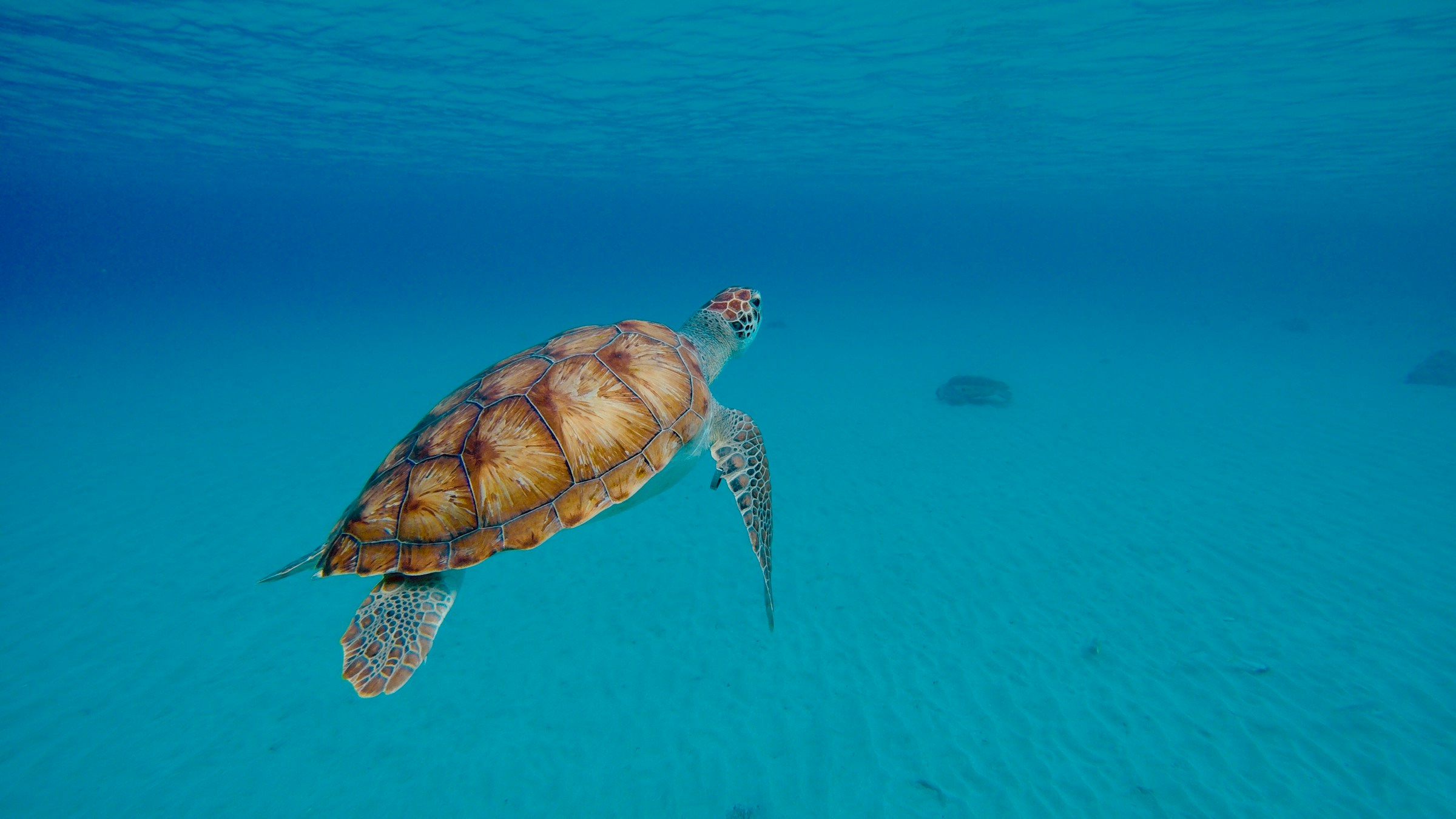 Sea turtle swimming under blue water