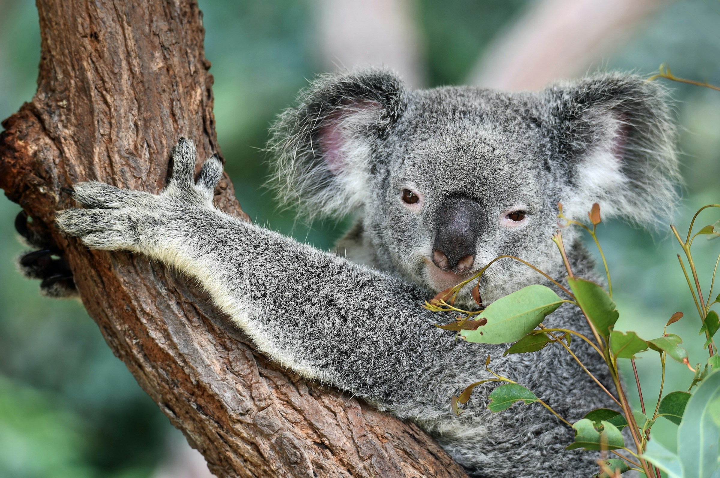 Koala sitter i et tre og holder på mot kameraet