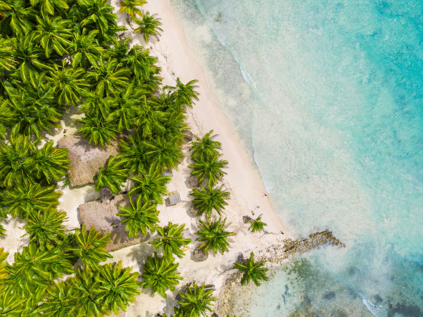 Over utsikt over tropiske palmer som møter stranden og det blå havet