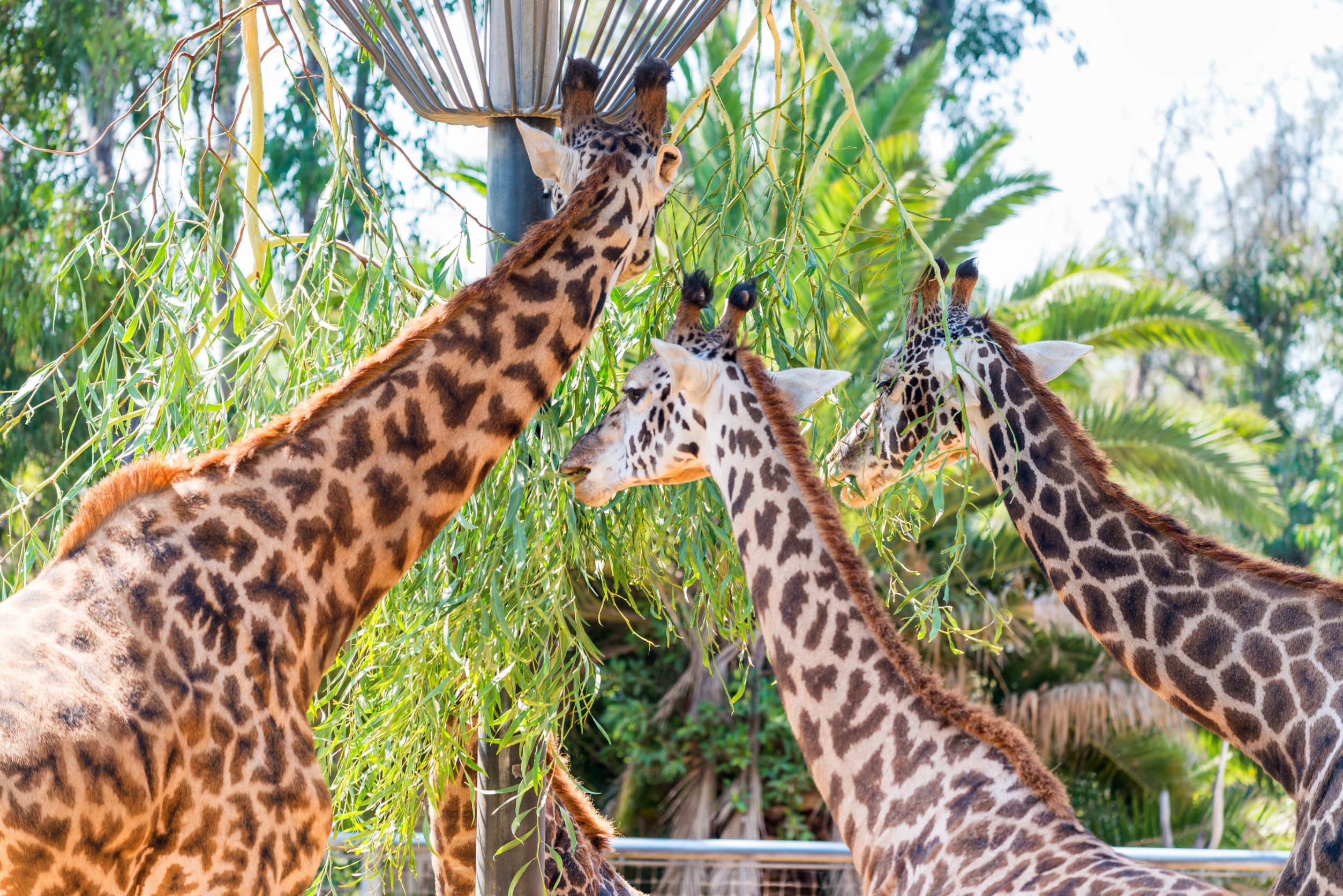 Tre sjiraffer spiser fra et tre i en nasjonalpark i Nairobi, Kenya