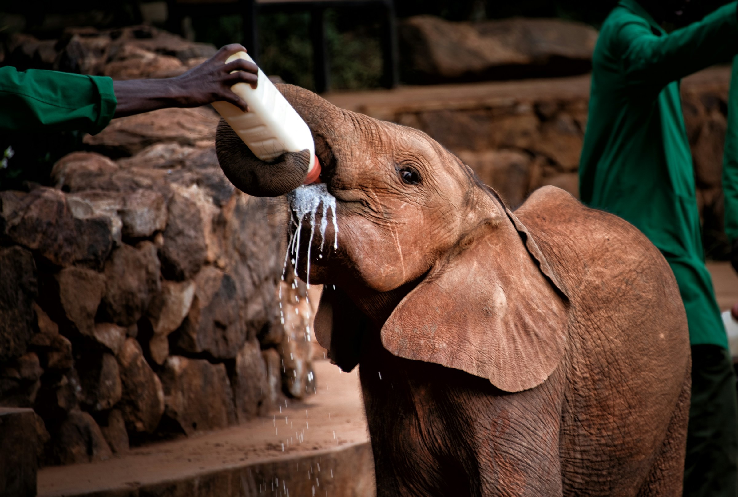 Ung elefant blir matet med velling fra en flaske i Nairobi nasjonalpark