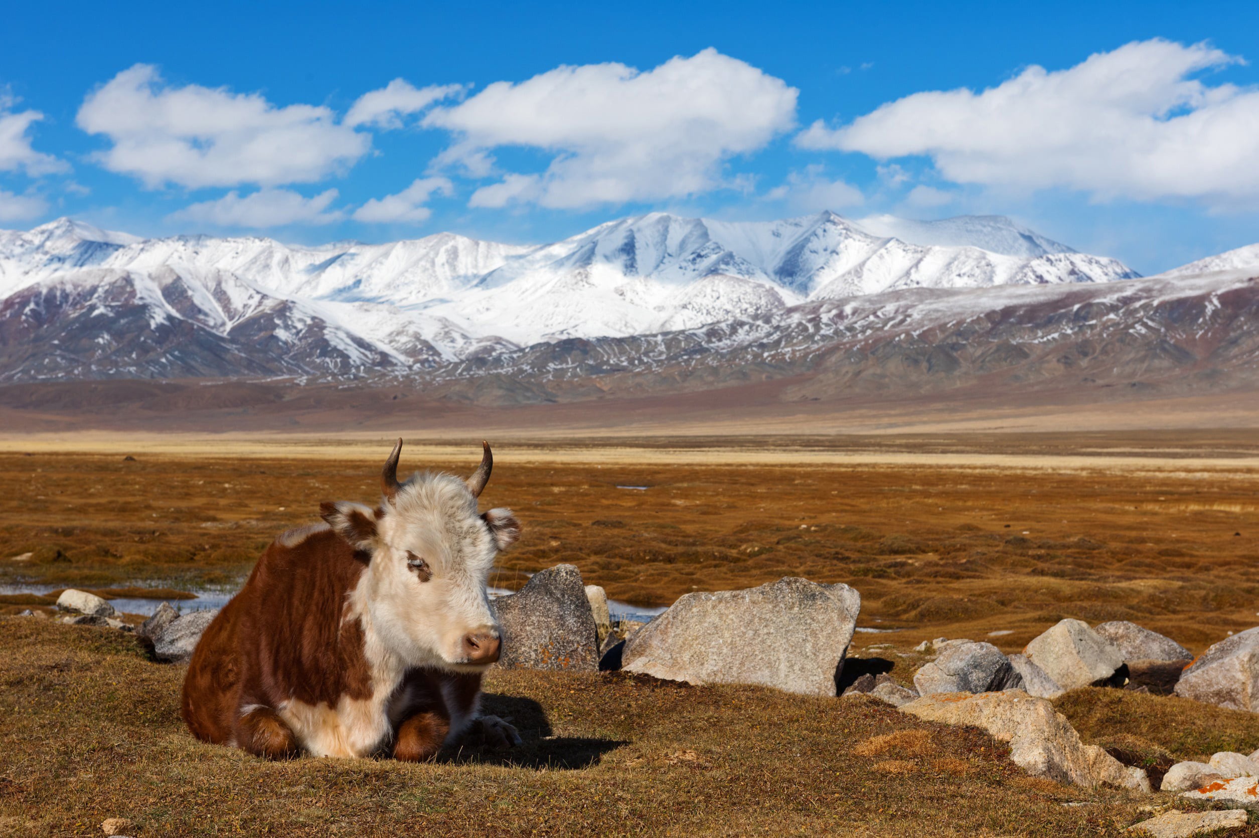 En brun og hvit ku hviler på sletten nedenfor fjellene i Mongolia med blå himmel og vintertopper i bakgrunnen