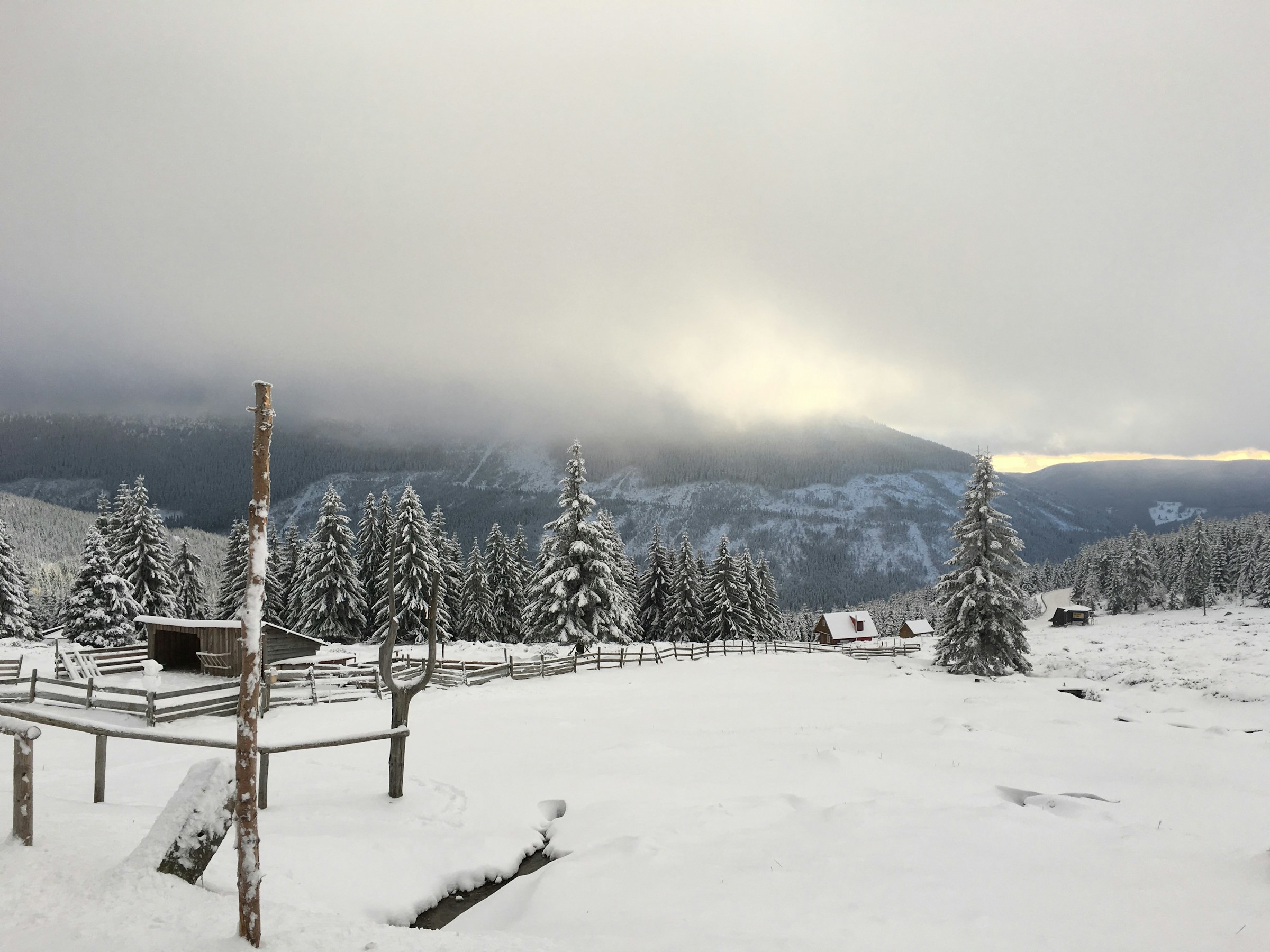 Snow-covered trees against a forest and wilderness